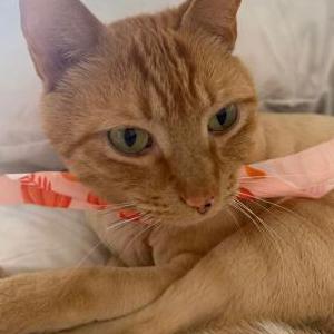 Lost Cat Max