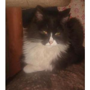 Image of Nini, Lost Cat