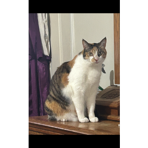 Lost Cat Nala
