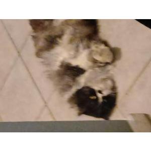 2nd Image of Mr Grumpy face, Lost Cat