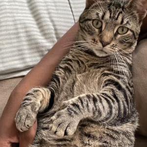 Image of Miles, Lost Cat