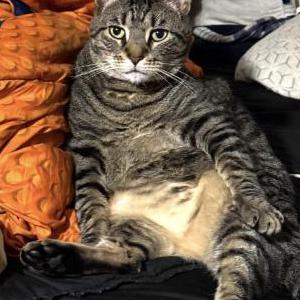 2nd Image of Miles, Lost Cat