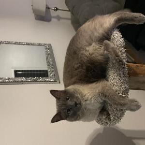 Lost Cat Blue