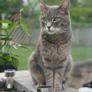 Image of Teddy, Lost Cat