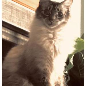 Lost Cat Marcie