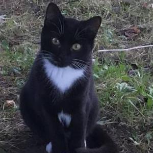 Lost Cat Luxor