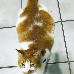 Lost Cat Melon