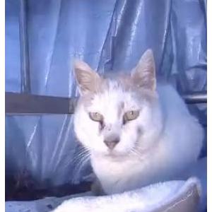Image of Big boy, Lost Cat