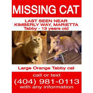 Lost Cat Tabby