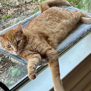 Lost Cat Mr. P