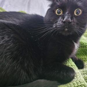 Image of Fernando, Lost Cat