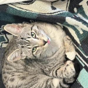 Image of Kenny, Lost Cat