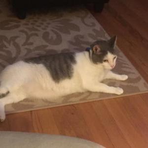 Lost Cat Tom-Tom