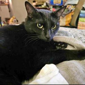 Image of Raven, Lost Cat