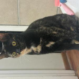 Lost Cat Tweaky