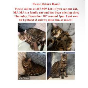 Lost Cat MJ