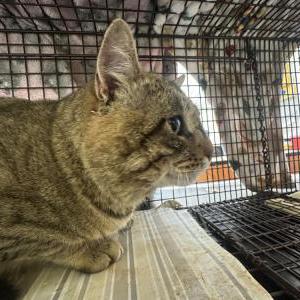 Image of Unknown, Found Cat