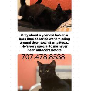 Lost Cat Mousey