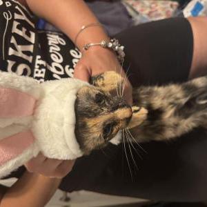 Lost Cat Harley
