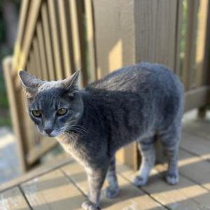 Image of Rico, Lost Cat