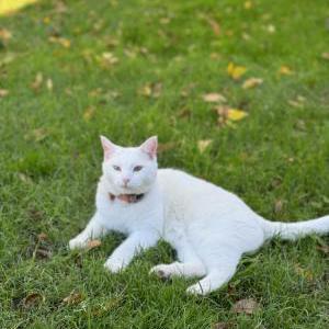 Lost Cat Eva
