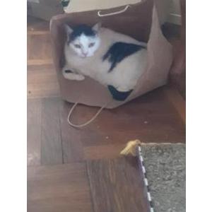 Lost Cat Jillie