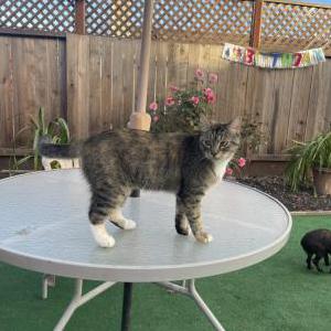 Lost Cat Grumpy