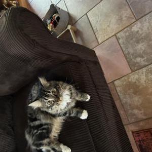 Found Cat Unknown