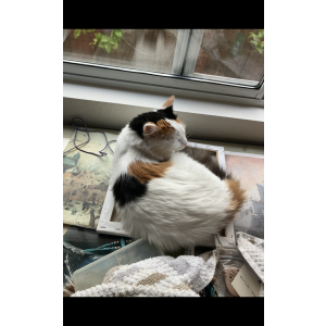 Lost Cat Shoshana