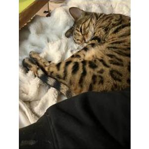 Image of Molly, Lost Cat