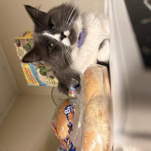 Image of Kush/kushy bear, Lost Cat