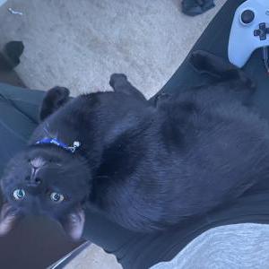 Lost Cat Damon