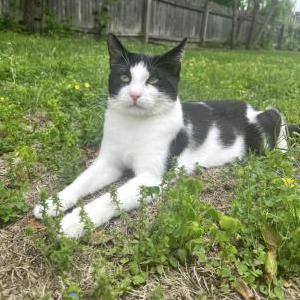 Image of Moo, Lost Cat