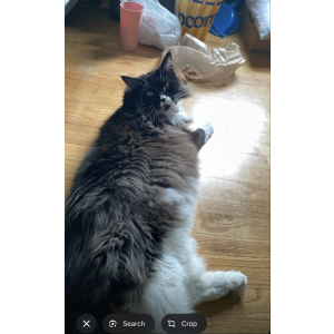 Image of Tom, Lost Cat
