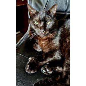 Lost Cat Inky
