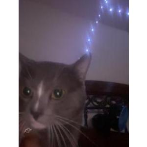 Lost Cat Oliver