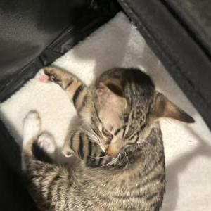 Lost Cat Miles