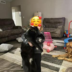 Lost Cat General Tso