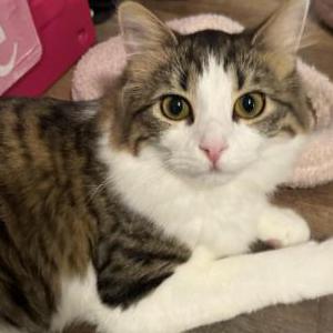 Lost Cat Molly