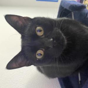 Image of Bean, Lost Cat