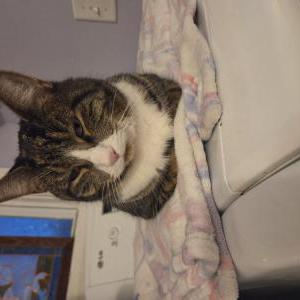 Image of Unknown, Found Cat