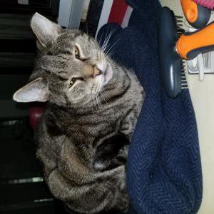 Lost Cat ELCHANA