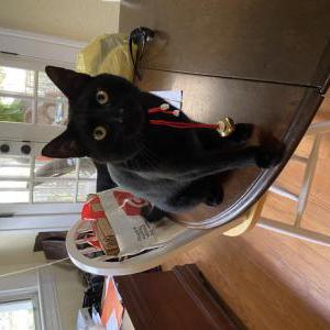 Lost Cat Biscuit