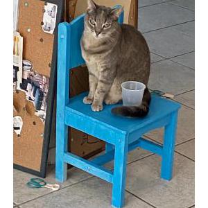 Lost Cat Nova