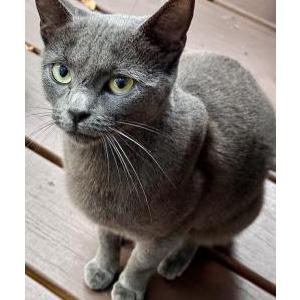 Found Cat Unknown