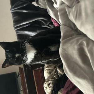 Lost Cat Puma