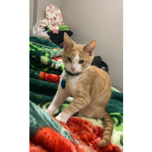 Image of Canelo, Lost Cat