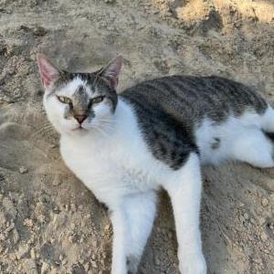 Image of Mando, Lost Cat