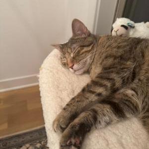 Lost Cat Alma