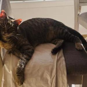 2nd Image of Alma, Lost Cat